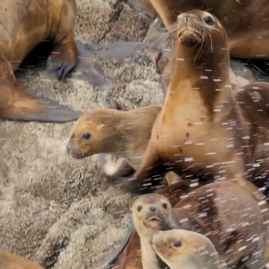 avistamiento de lobos marinos en los fiordos de la patagonia