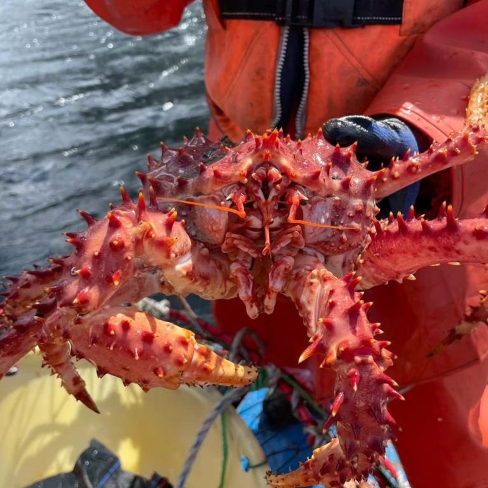 Centolla patagónica